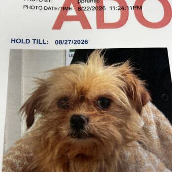Coby -  Cairn Terrier and Mixed Breed Dog for Adoption in Jupiter, Florida - Coby | PetCurious