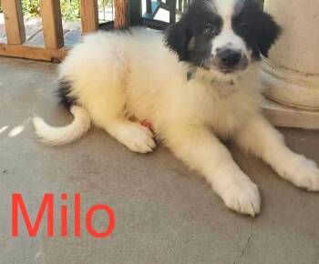 Milo -  Great Pyrenees and Anatolian Shepherd Dog for Adoption in Claremont, North Carolina - Milo | PetCurious