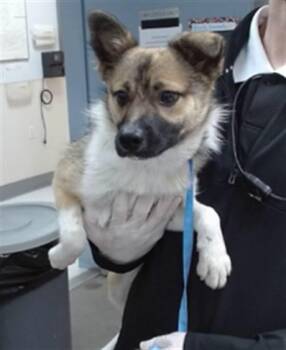 KODA -  American Eskimo Dog and Mixed Breed Dog for Adoption in Salinas, California - KODA | PetCurious