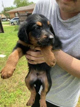 Mixed Breed Dogs Available for Adoption in Dallas, Texas - BEN | PetCurious