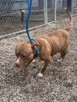 Irene -  Pit Bull Terrier Dog for Adoption in Georgetown, Ohio - Irene | PetCurious