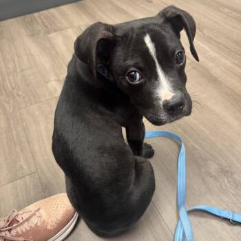 Pit Bull Terrier and Mixed Breed Dogs Available for Adoption in Fredericksburg, Virginia - Hemingway | PetCurious