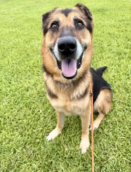 Summit -  Shepherd and Mixed Breed Dog for Adoption in Brookshire, Texas - Summit | PetCurious
