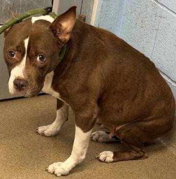 Seedling -  Mixed Breed Dog for Adoption in Chamblee, Georgia - Seedling | PetCurious