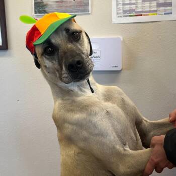 Black Mouth Cur and Mixed Breed Dogs Available for Adoption in Gillette, Wyoming - Thor | PetCurious