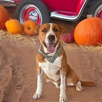 Rescue Pit Bull Terrier Dogs for Adoption in Brock, Texas - Kyle | PetCurious