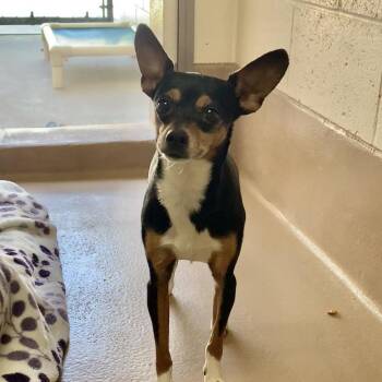 Tonito -  Chihuahua Dog for Adoption in Reno, Nevada - Tonito | PetCurious