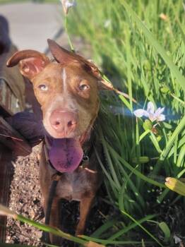 Rescue Catahoula Leopard Dog and Australian Cattle Dog Blue Heeler Dogs for Adoption in Dublin, California - Donnie | PetCurious