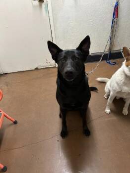 German Shepherd Dog Dogs Available for Adoption - Anubis | PetCurious