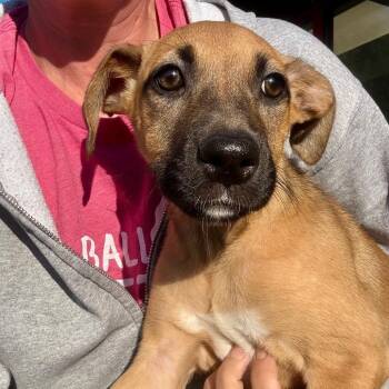Zelda -  German Shepherd Dog and Mixed Breed Dog for Adoption in Evansville, Indiana - Zelda | PetCurious