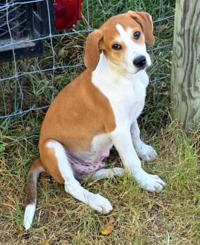 Flapjack -  Beagle Dog for Adoption in Melbourne, Arkansas - Flapjack | PetCurious