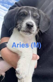 Aries -  Border Collie Dog for Adoption in Winter Park, Colorado - Aries | PetCurious