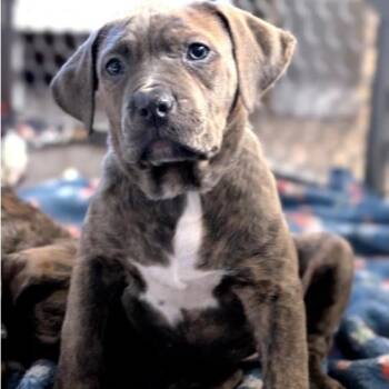 Mixed Breed Dogs Available for Adoption - Posh Spice | PetCurious