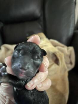 Rescue Chihuahua and Rat Terrier Dogs for Adoption in Bryan, Texas - Mia Pup 3 | PetCurious