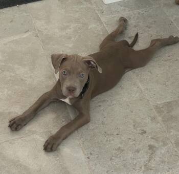 Morgan -  American Staffordshire Terrier Dog for Adoption in Sanford, North Carolina - Morgan | PetCurious