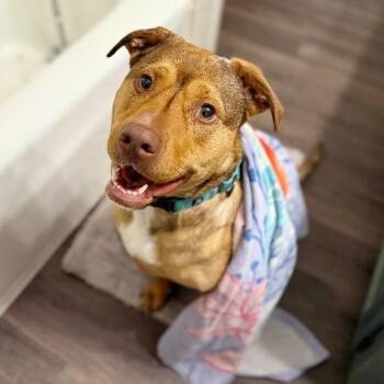 Vivie Anna Vienna the Swimming Water Dog -  American Staffordshire Terrier and Labrador Retriever Dog for Adoption in Friendswood, Texas - Vivie Anna Vienna The Swimming Water Dog | PetCurious