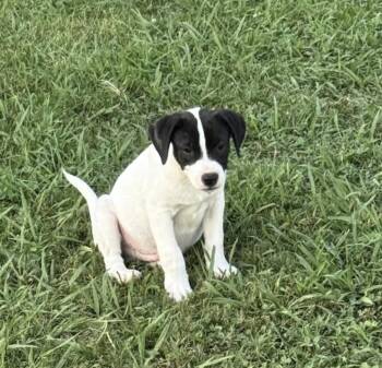 Bucky -  Pit Bull Terrier and Beagle Dog for Adoption in Watertown, Connecticut - Bucky | PetCurious