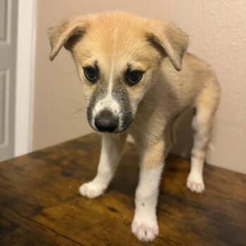 Shepherd Dogs Available for Adoption in Harlingen, Texas - Jerber | PetCurious