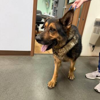 BC-Roger -  German Shepherd Dog Dog for Adoption in Idaho Falls, Idaho - BC-Roger | PetCurious