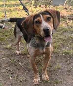 Wally -  Beagle Dog for Adoption in Washington, District Of Columbia - Wally | PetCurious