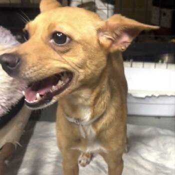Delilah D11280 -  Chihuahua and Miniature Pinscher Dog for Adoption - Delilah D11280 | PetCurious