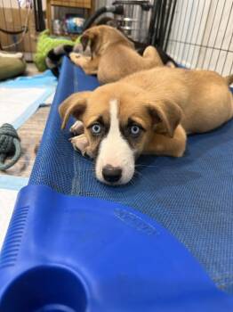Porsche -  Shepherd and Husky Dog for Adoption in South Bend, Indiana - Porsche | PetCurious
