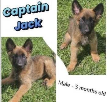 Belgian Shepherd Malinois Dogs Available for Adoption in Colorado Springs, Colorado - Capt Jack | PetCurious