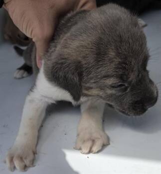 Pit Bull Terrier and Mixed Breed Dogs Available for Adoption in Houston, Texas - A655363 | PetCurious