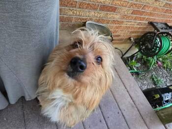 Yorkshire Terrier Dogs Available for Adoption in Aurora, Indiana - Olaf York | PetCurious