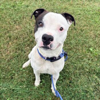 Pedro -  Pit Bull Terrier Dog for Adoption in Allegan, Michigan - Pedro | PetCurious