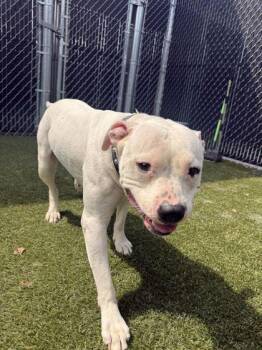 Talia -  Mixed Breed Dog for Adoption in Lafayette, Indiana - Talia | PetCurious