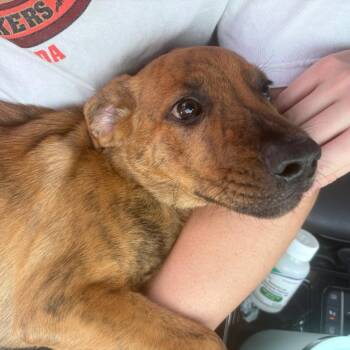 Groot (Bass) -  Mountain Cur and Retriever Dog for Adoption in Phoenix, Arizona - Groot (Bass) | PetCurious