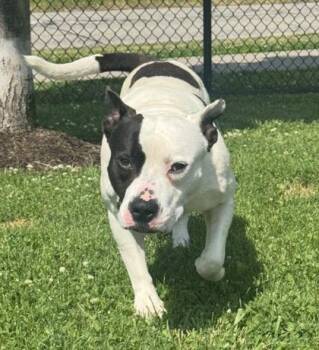 Debo -  Mixed Breed Dog for Adoption in Westland, Michigan - Debo | PetCurious