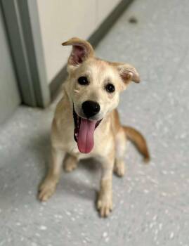 Rescue German Shepherd Dog and Husky Dogs for Adoption in New Philadelphia, Ohio - Luigi | PetCurious