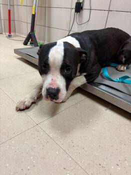 Mixed Breed Dogs Available for Adoption in Bossier City, Louisiana - Andrew | PetCurious