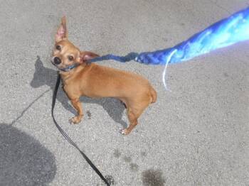 SARA -  Chihuahua and Mixed Breed Dog for Adoption in Doral, Florida - SARA | PetCurious