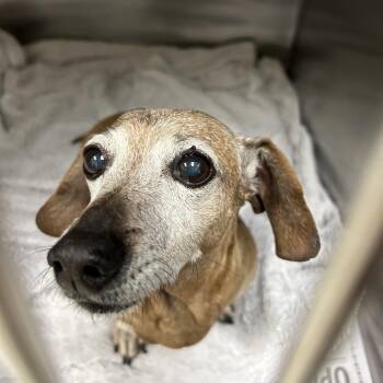 Dachshund Dogs Available for Adoption - Charlene | PetCurious