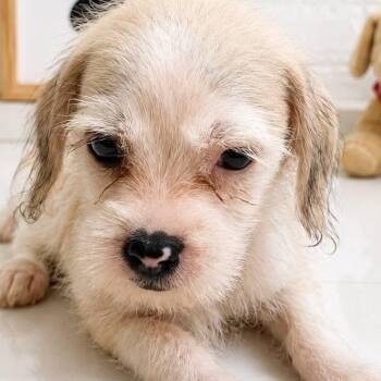 MUFFIN (out of town) -  Shih Tzu Dog for Adoption in New York, New York - MUFFIN (out Of Town) | PetCurious