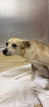 AVA -  Terrier and Mixed Breed Dog for Adoption in Doral, Florida - AVA | PetCurious