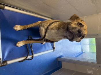Gamble -  Boxer Dog for Adoption in Lancaster, South Carolina - Gamble | PetCurious