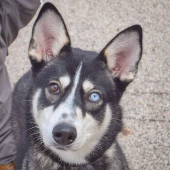 Husky Dogs Available for Adoption in Huntley, Illinois - Melody | PetCurious
