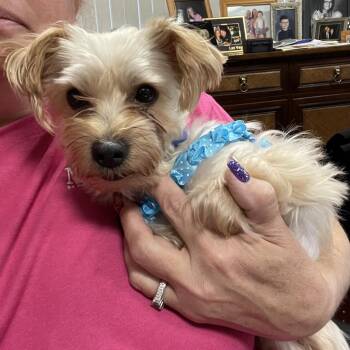 Jack -  Yorkshire Terrier Dog for Adoption in Martinsburg, West Virginia - Jack | PetCurious
