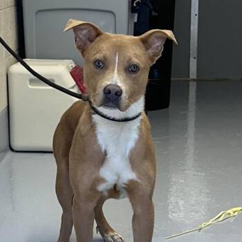 Corndog -  Pit Bull Terrier and Mixed Breed Dog for Adoption in Concord, North Carolina - Corndog | PetCurious