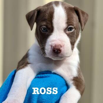 Rescue Mixed Breed Dogs for Adoption in Berwick, Maine - ROSS - ARRIVING IN MAINE MID-DECEMBER | PetCurious