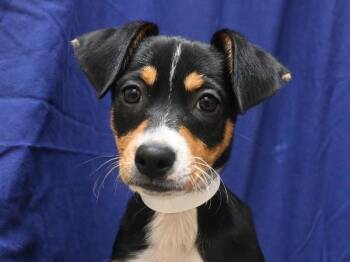 Tasha -  Mcnab and Border Collie Dog for Adoption in Portland, Oregon - Tasha | PetCurious