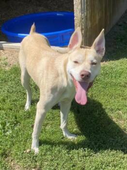 CAPRIS -  Pit Bull Terrier and Siberian Husky Dog for Adoption - CAPRIS | PetCurious