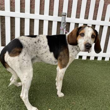SHIA -  Treeing Walker Coonhound Dog for Adoption in Modesto, California - SHIA | PetCurious
