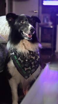 1210 Toby -  Australian Shepherd Dog for Adoption in Ringwood, Illinois - 1210 Toby | PetCurious