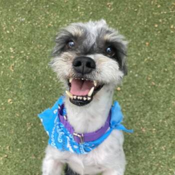 Terrier and Mixed Breed Dogs Available for Adoption in Providence, Rhode Island - Turnip | PetCurious
