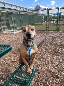 Rescue Pit Bull Terrier and Rhodesian Ridgeback Dogs for Adoption in Leesburg, Virginia - LLUVIA | PetCurious